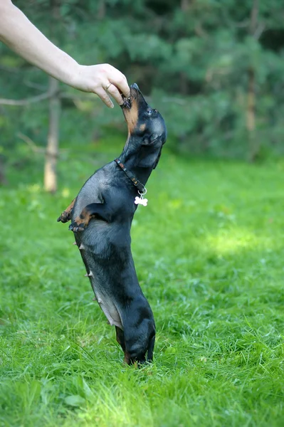 Dachshund dog   jumping — Stock fotografie